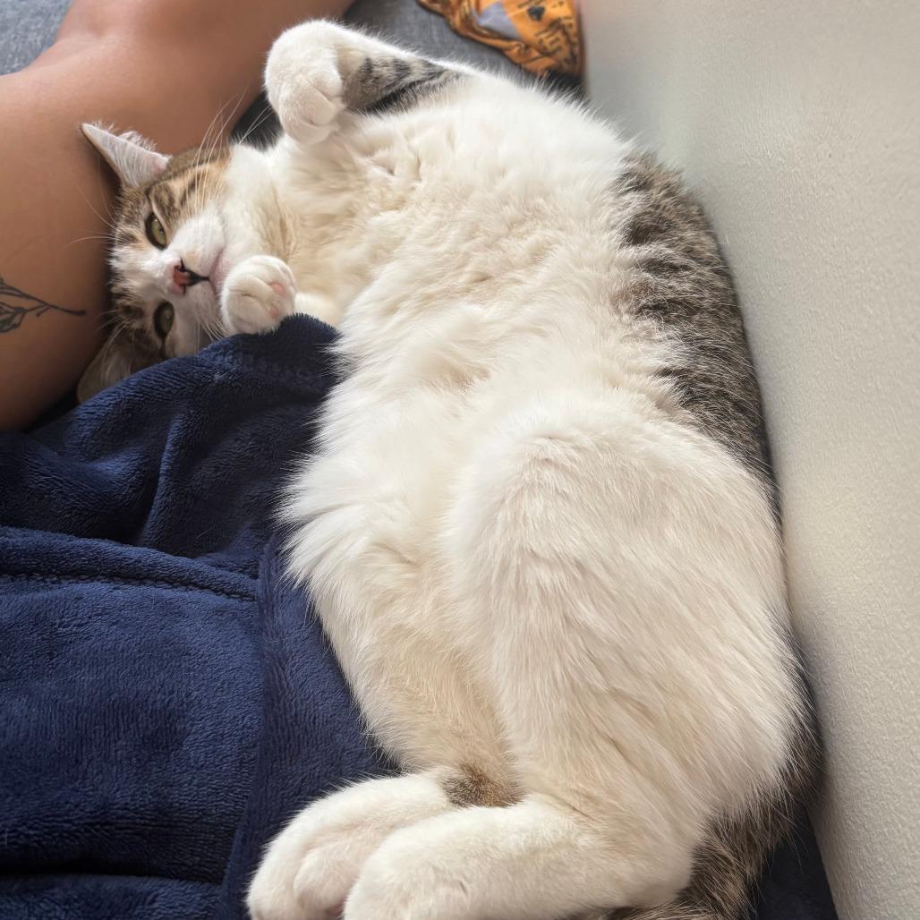 Enlarge Sandy Cheeks, a Adoptable Domestic Short Hair in Gibsonia, PA image 3/6