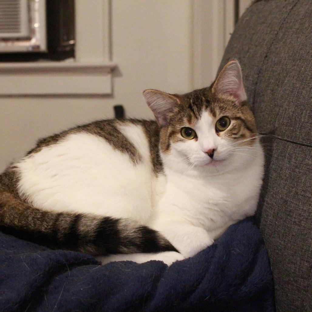 Enlarge Sandy Cheeks, a Adoptable Domestic Short Hair in Gibsonia, PA image 4/6