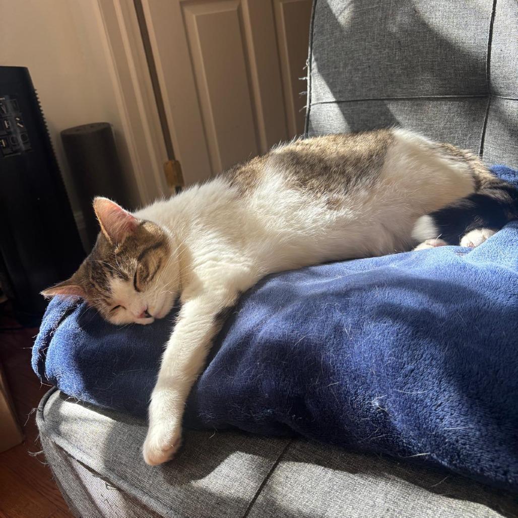 Enlarge Sandy Cheeks, a Adoptable Domestic Short Hair in Gibsonia, PA image 5/6