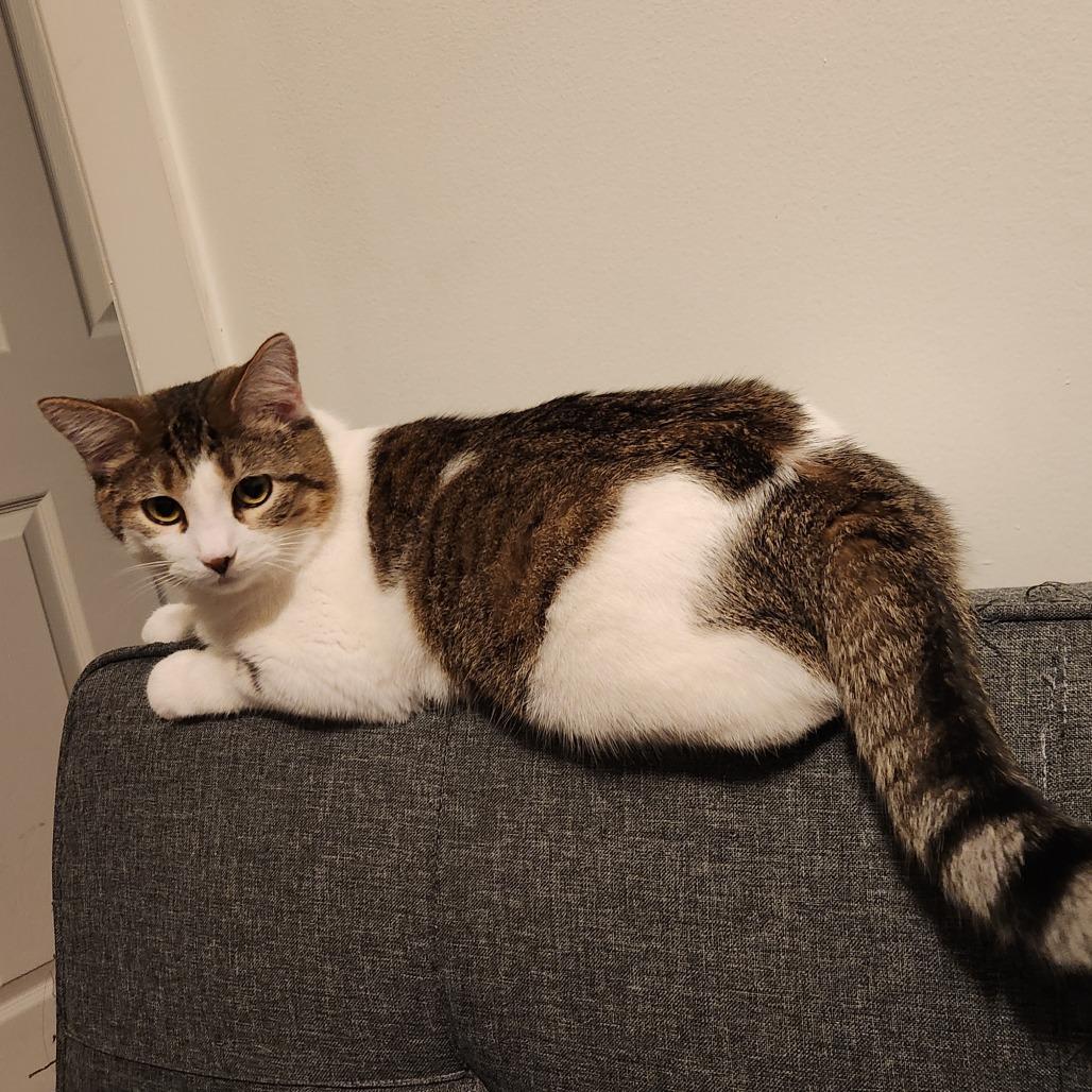 Enlarge Sandy Cheeks, a Adoptable Domestic Short Hair in Gibsonia, PA image 6/6