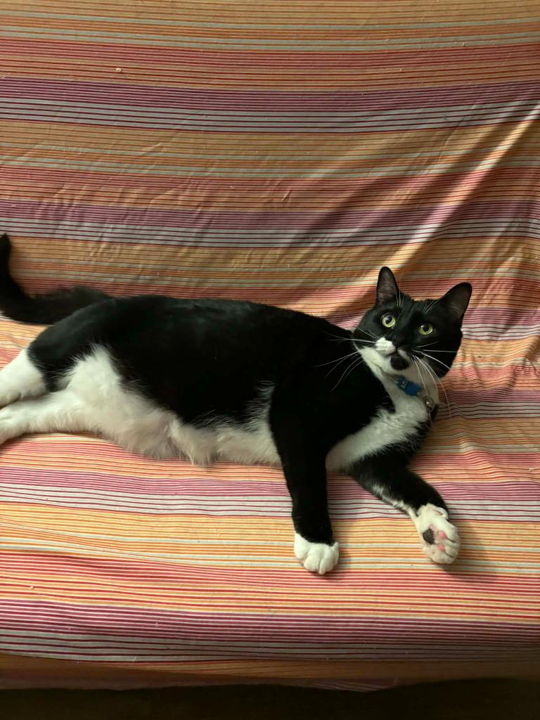 Mustachio, Adoptable, Adult Female Domestic Medium Hair.