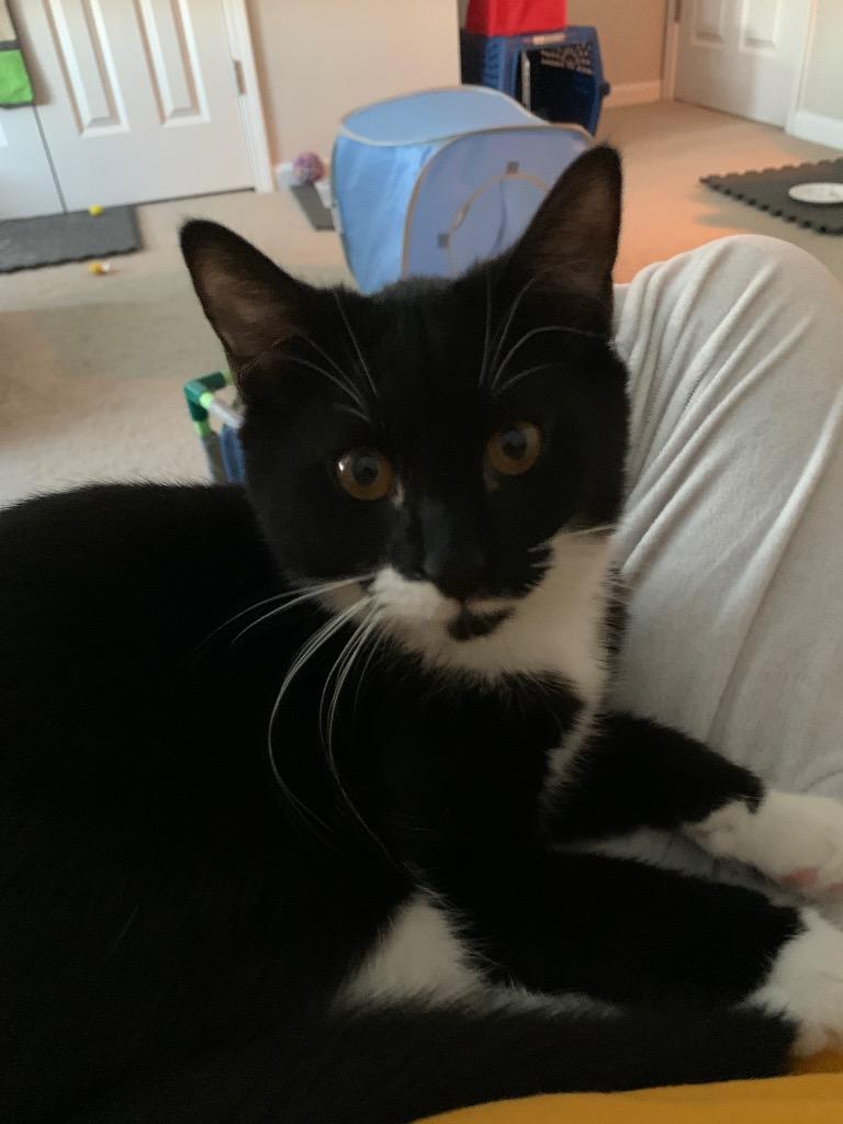 Enlarge Mustachio, a Adoptable mixed breed in Newnan, GA image 2/5