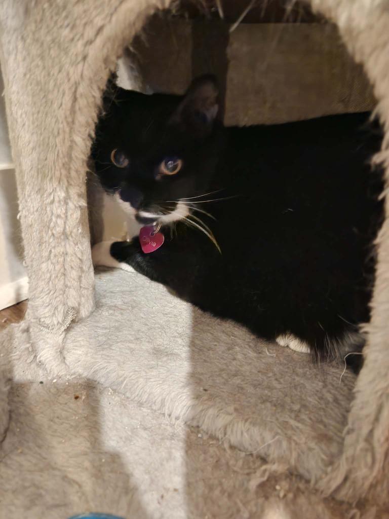 Mustachio — thumbnail 3