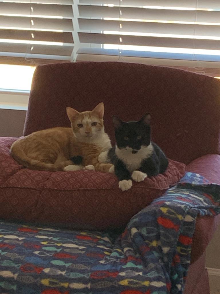 Mustachio — thumbnail 4