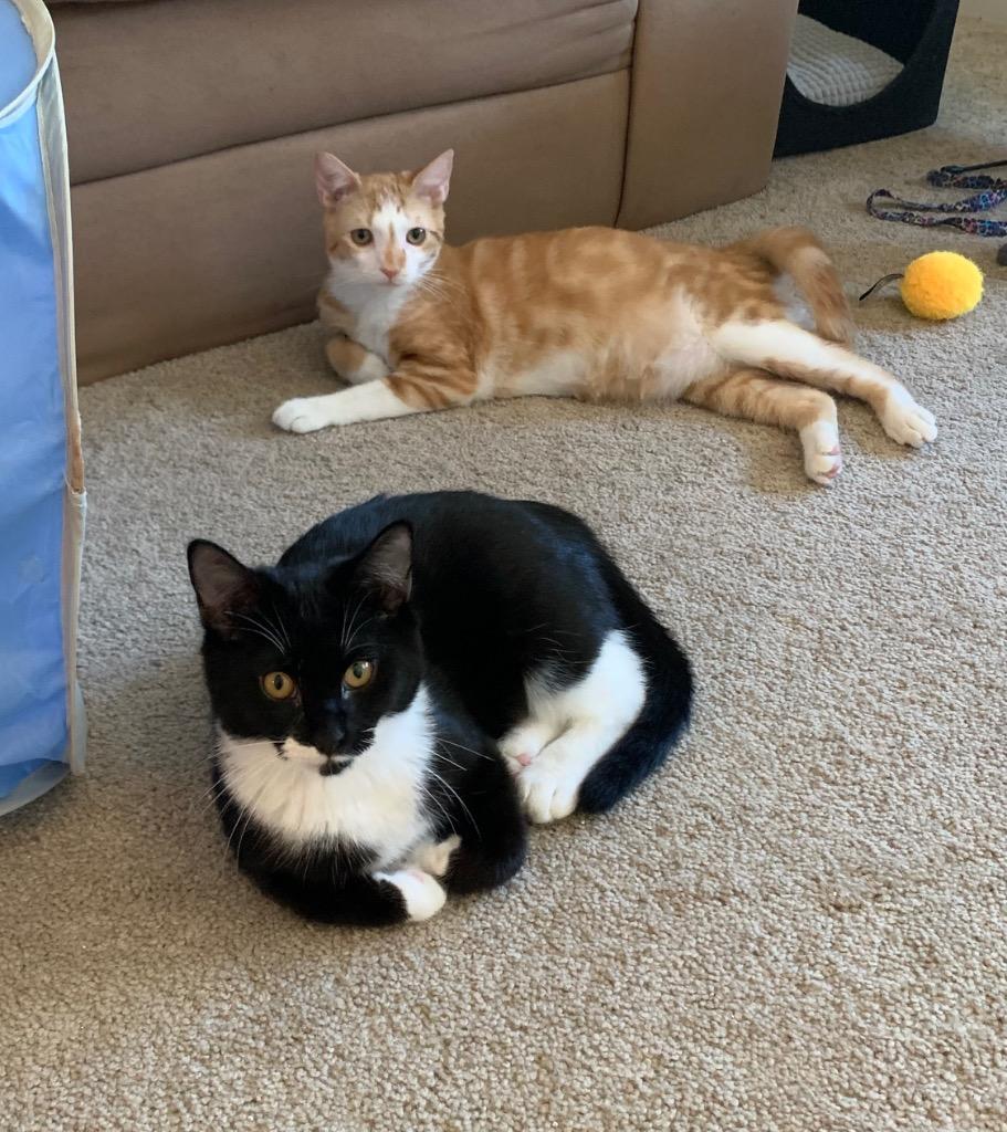 Mustachio — thumbnail 5