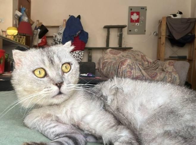 Enlarge Tuna, a Adoptable Scottish Fold in Snow Hill, MD image 1/6