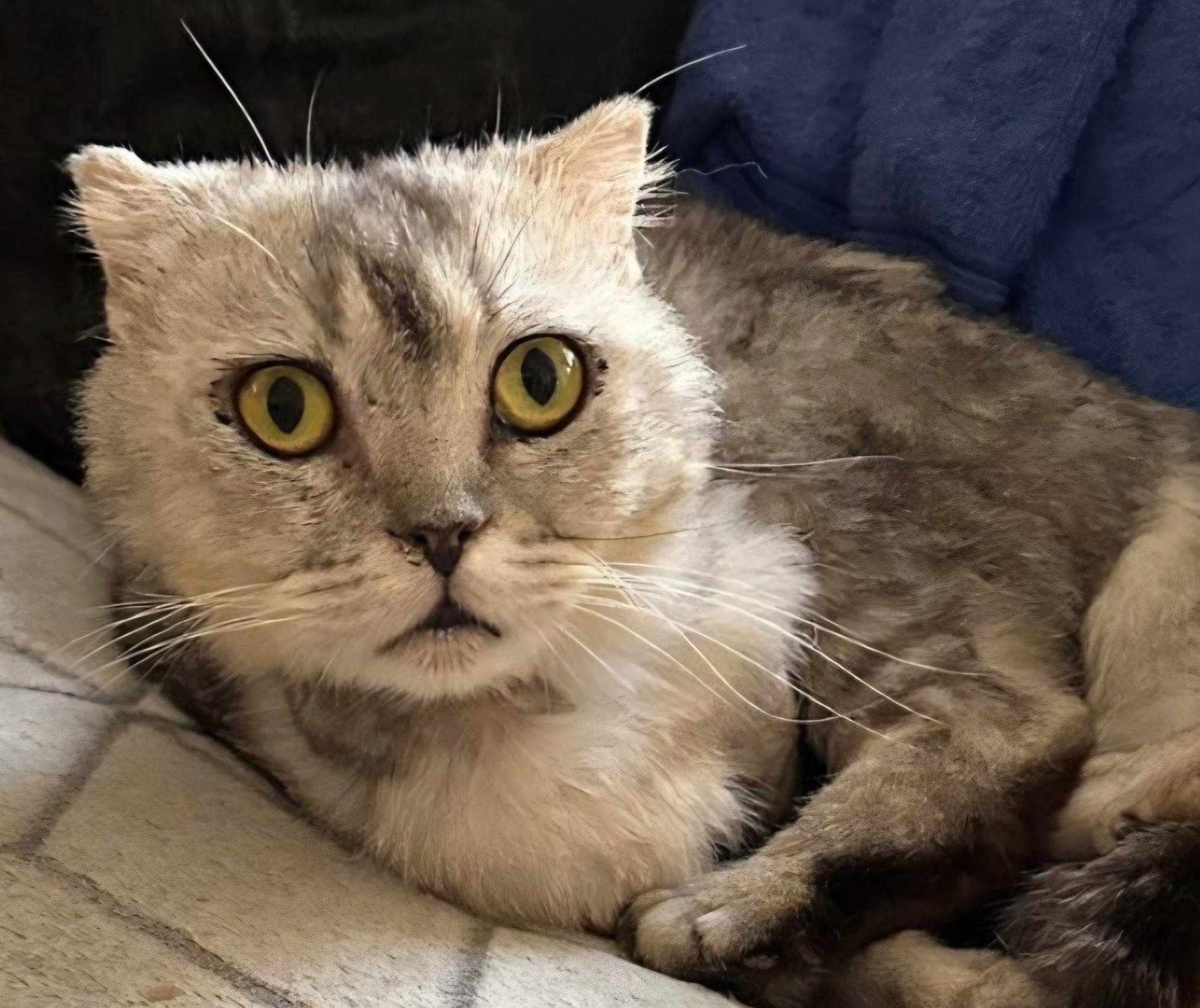 Enlarge Tuna, a Adoptable Scottish Fold in Snow Hill, MD image 2/6