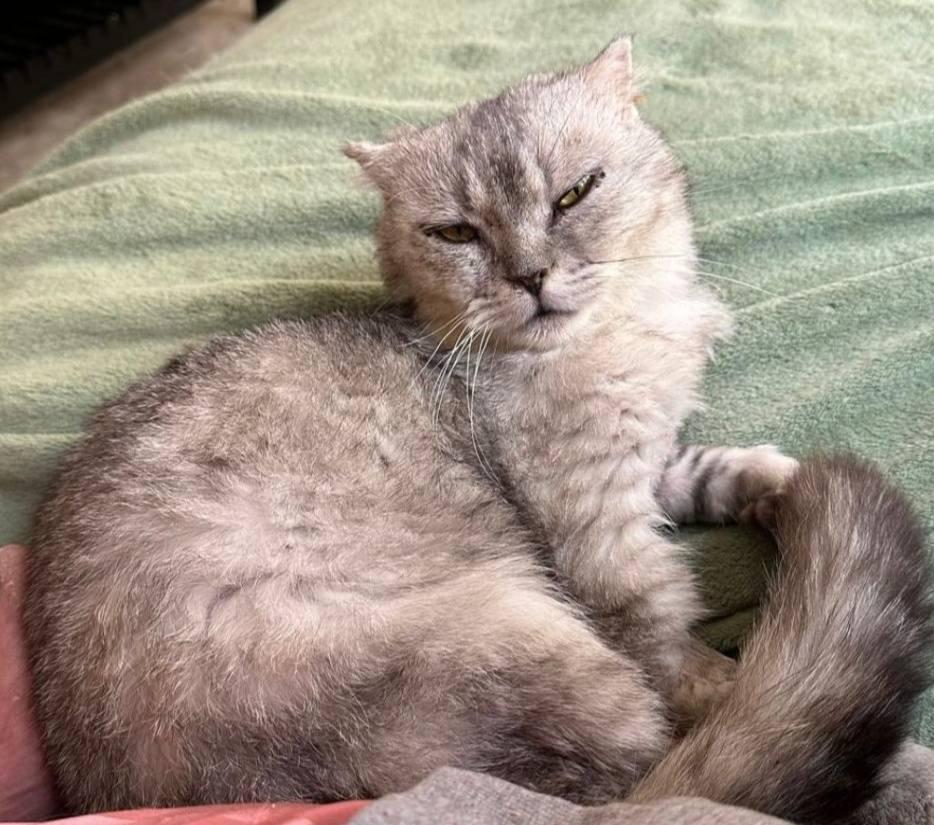 Enlarge Tuna, a Adoptable Scottish Fold in Snow Hill, MD image 3/6