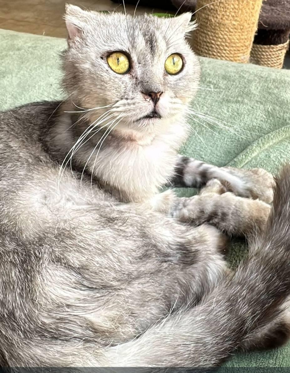 Enlarge Tuna, a Adoptable Scottish Fold in Snow Hill, MD image 4/6