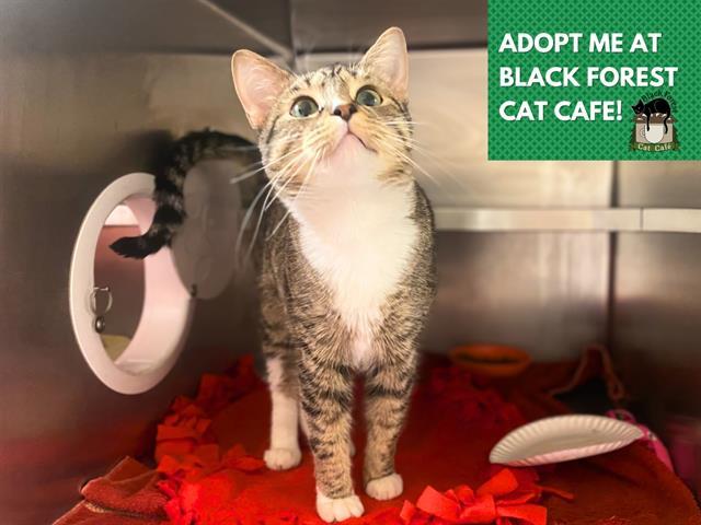 KATANA, Adoptable, Young Female Domestic Short Hair.