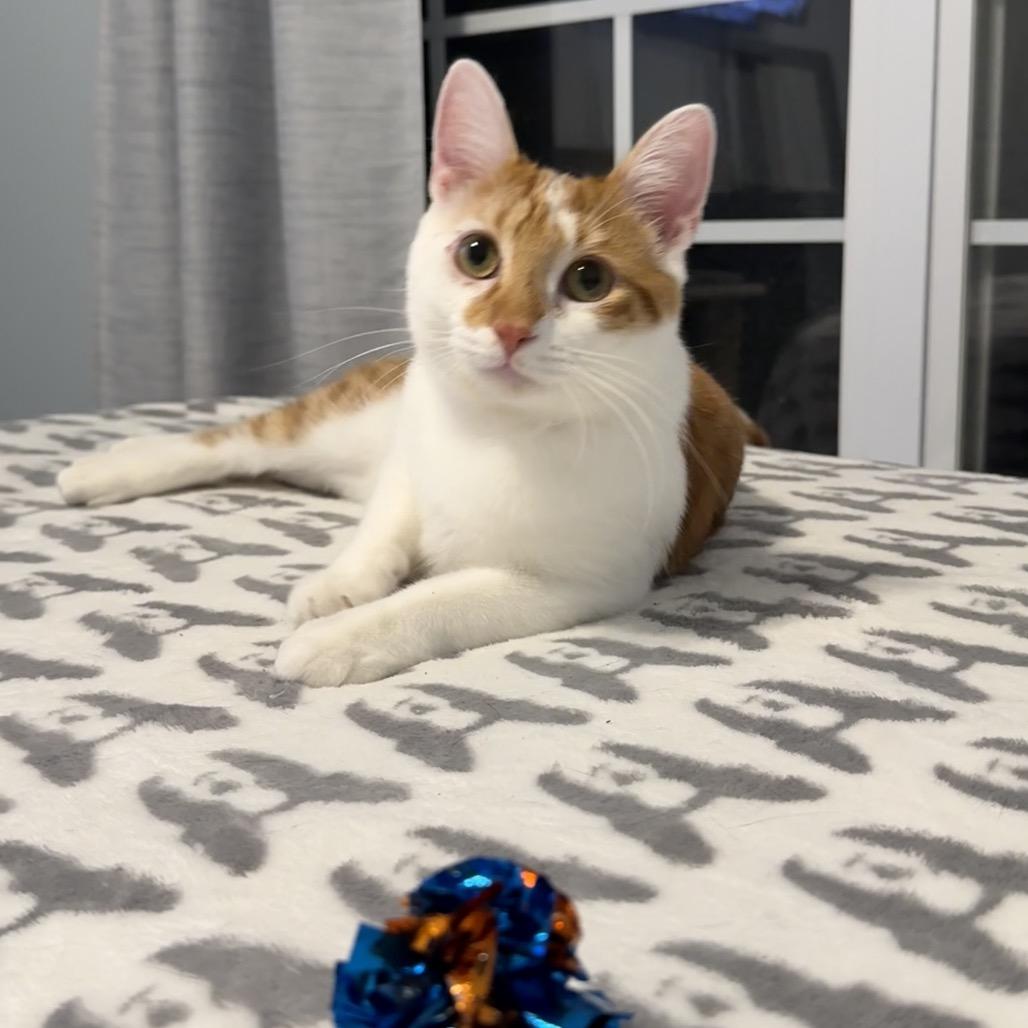Enlarge Dewey, a Adoptable Domestic Short Hair in Woodstock, GA image 1/6