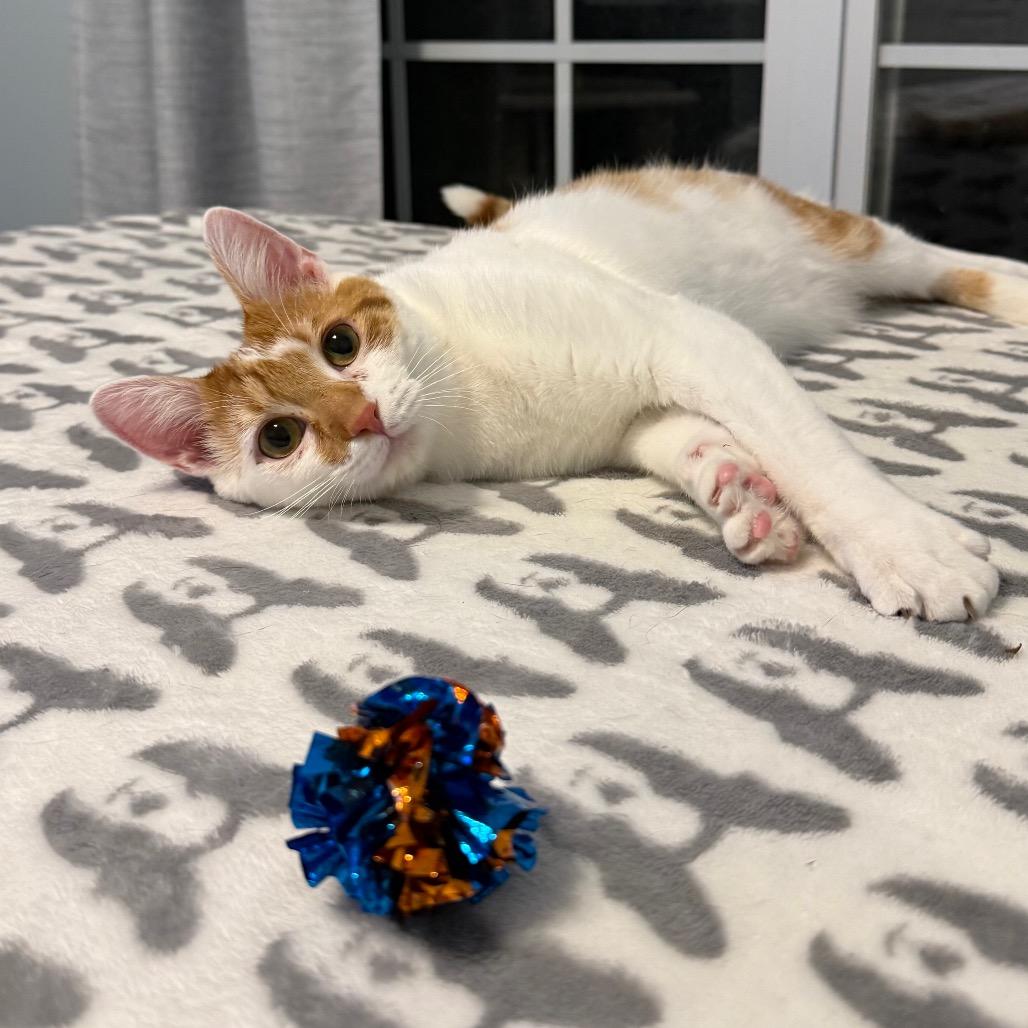 Enlarge Dewey, a Adoptable Domestic Short Hair in Woodstock, GA image 2/6