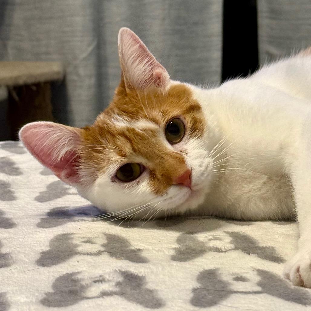 Enlarge Dewey, a Adoptable Domestic Short Hair in Woodstock, GA image 3/6