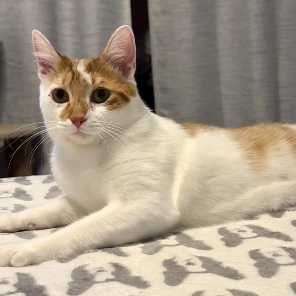 Enlarge Dewey, a Adoptable Domestic Short Hair in Woodstock, GA image 4/6
