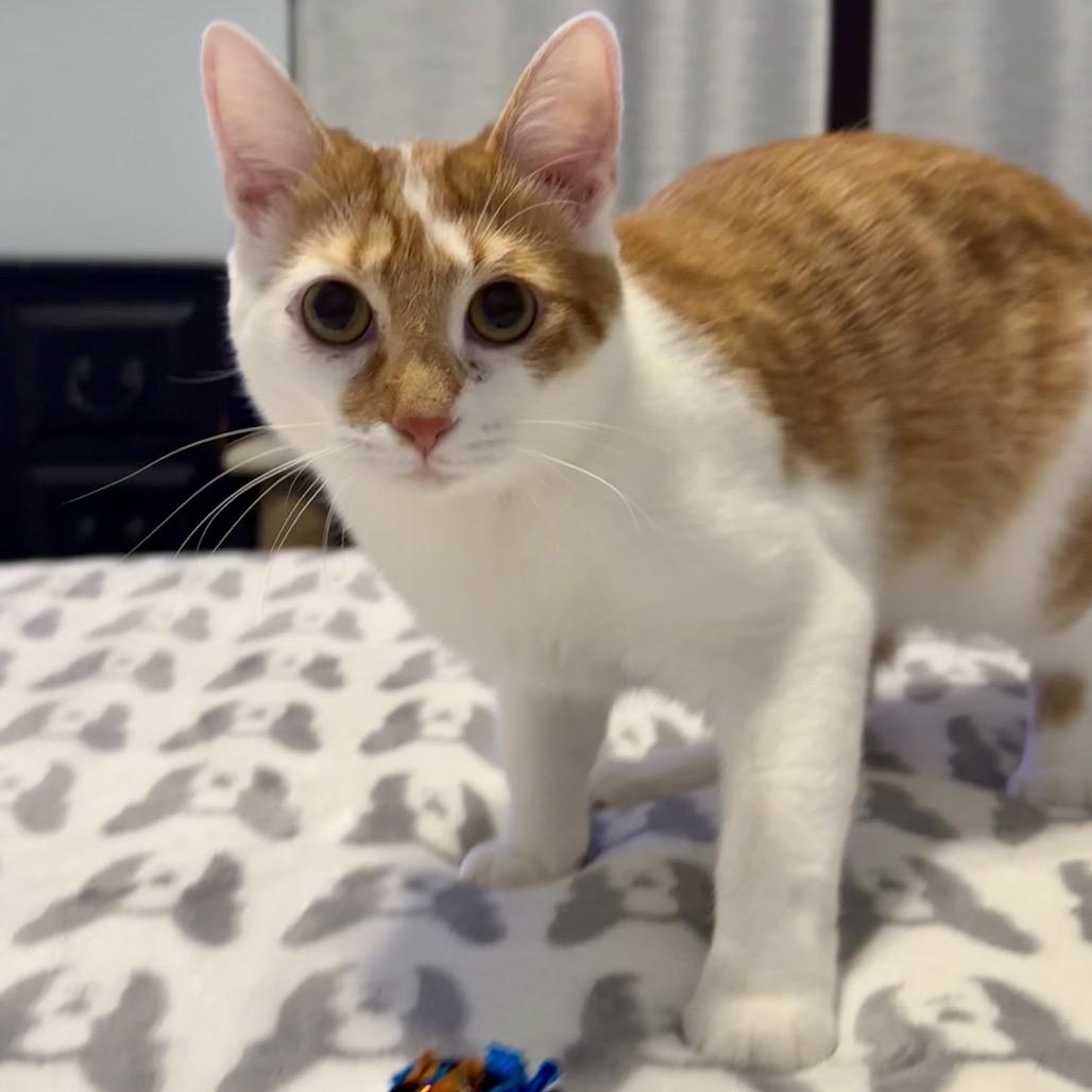 Enlarge Dewey, a Adoptable Domestic Short Hair in Woodstock, GA image 5/6