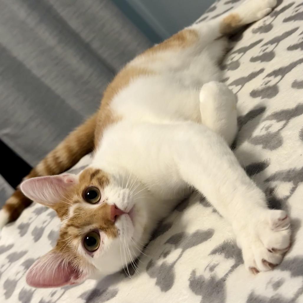 Enlarge Dewey, a Adoptable Domestic Short Hair in Woodstock, GA image 6/6