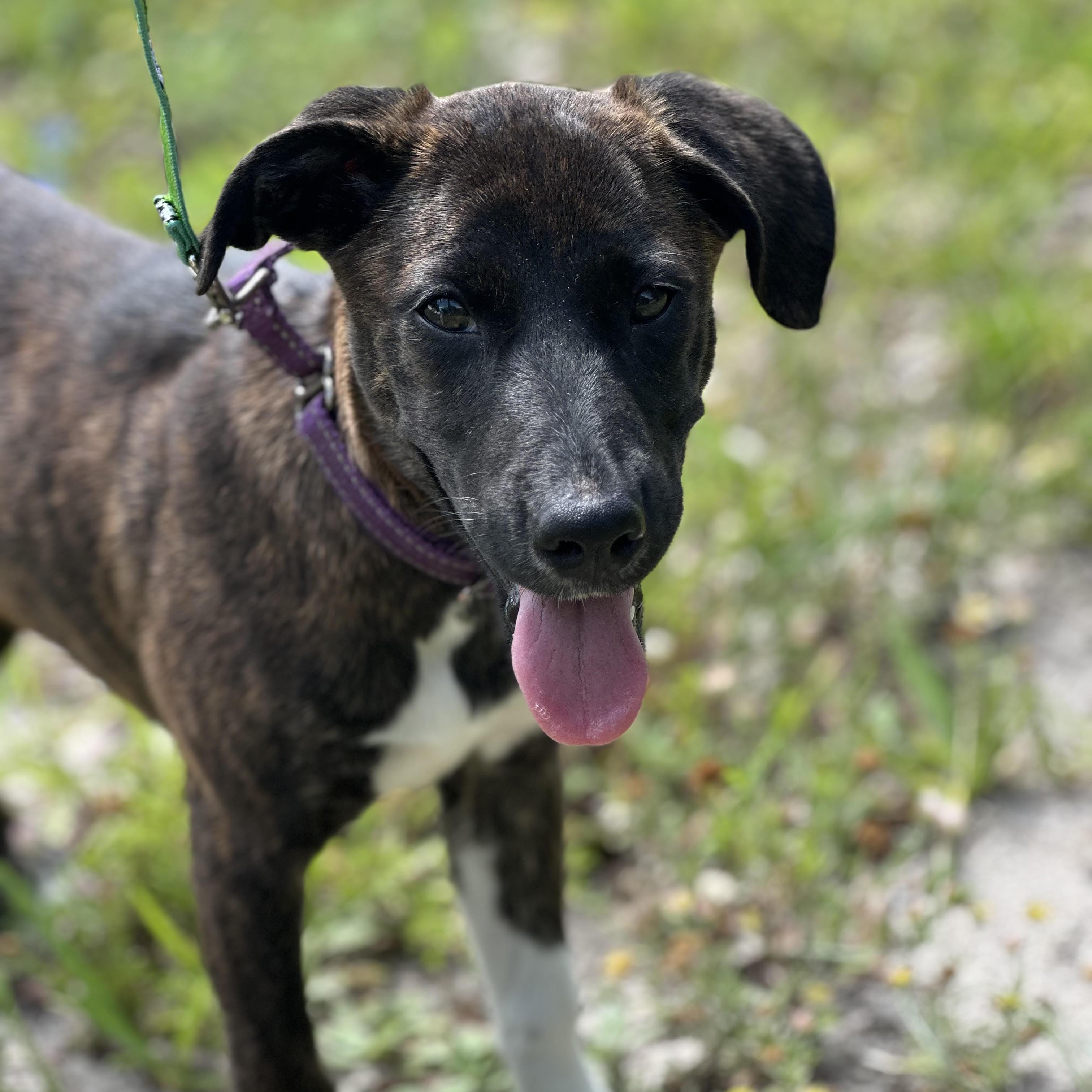 Poppy Rae, a Adoptable mixed breed in Sugar Land, TX image 3/6