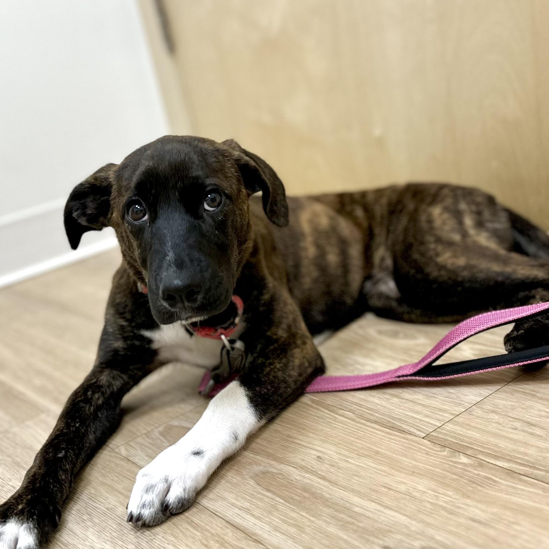 Poppy Rae, a Adoptable mixed breed in Sugar Land, TX image 6/6