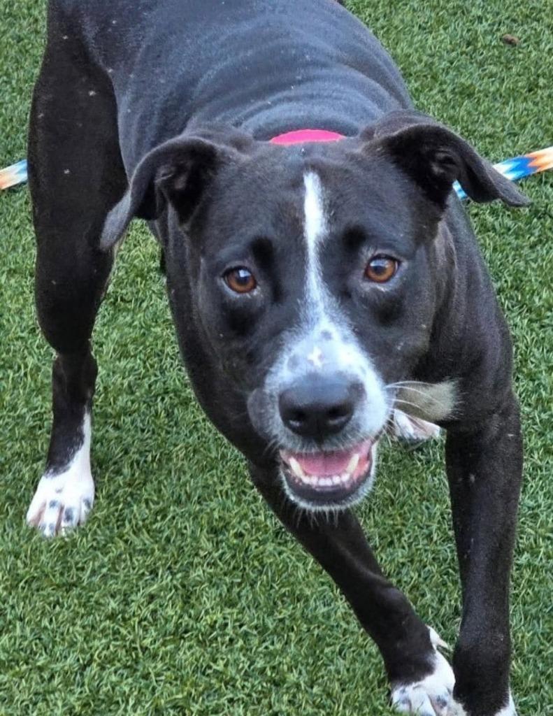 Luce, Adoptable, Young Female Labrador Retriever & Terrier.