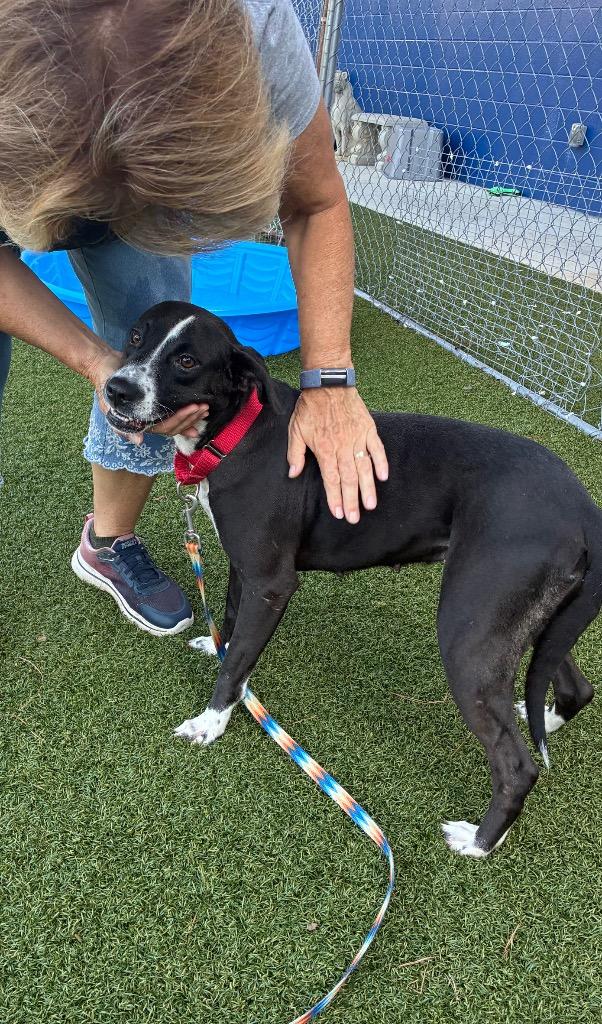 Enlarge Luce, a Adoptable mixed breed in Hartsville, SC image 2/5