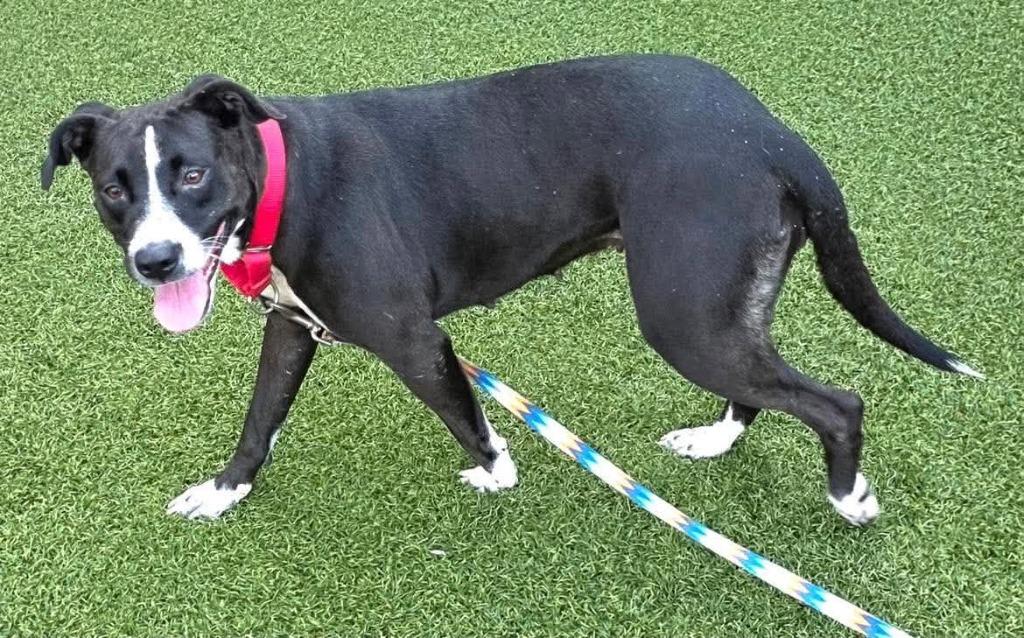 Enlarge Luce, a Adoptable mixed breed in Hartsville, SC image 3/5