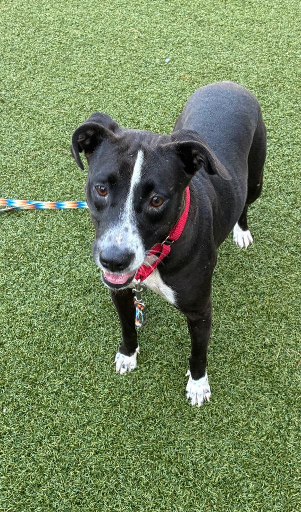 Enlarge Luce, a Adoptable mixed breed in Hartsville, SC image 4/5