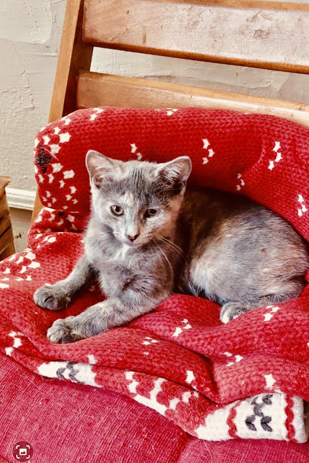 Enlarge Carrie & Corrine, an adopted Dilute Calico in New York, NY image 4/6