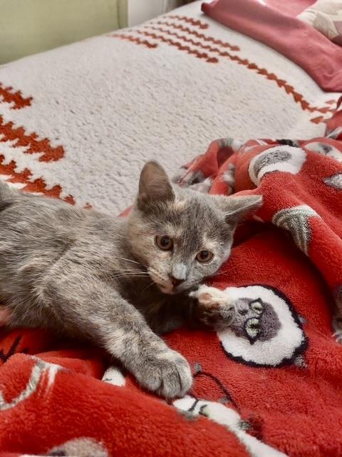 Enlarge Carrie & Corrine, an adopted Dilute Calico in New York, NY image 3/6