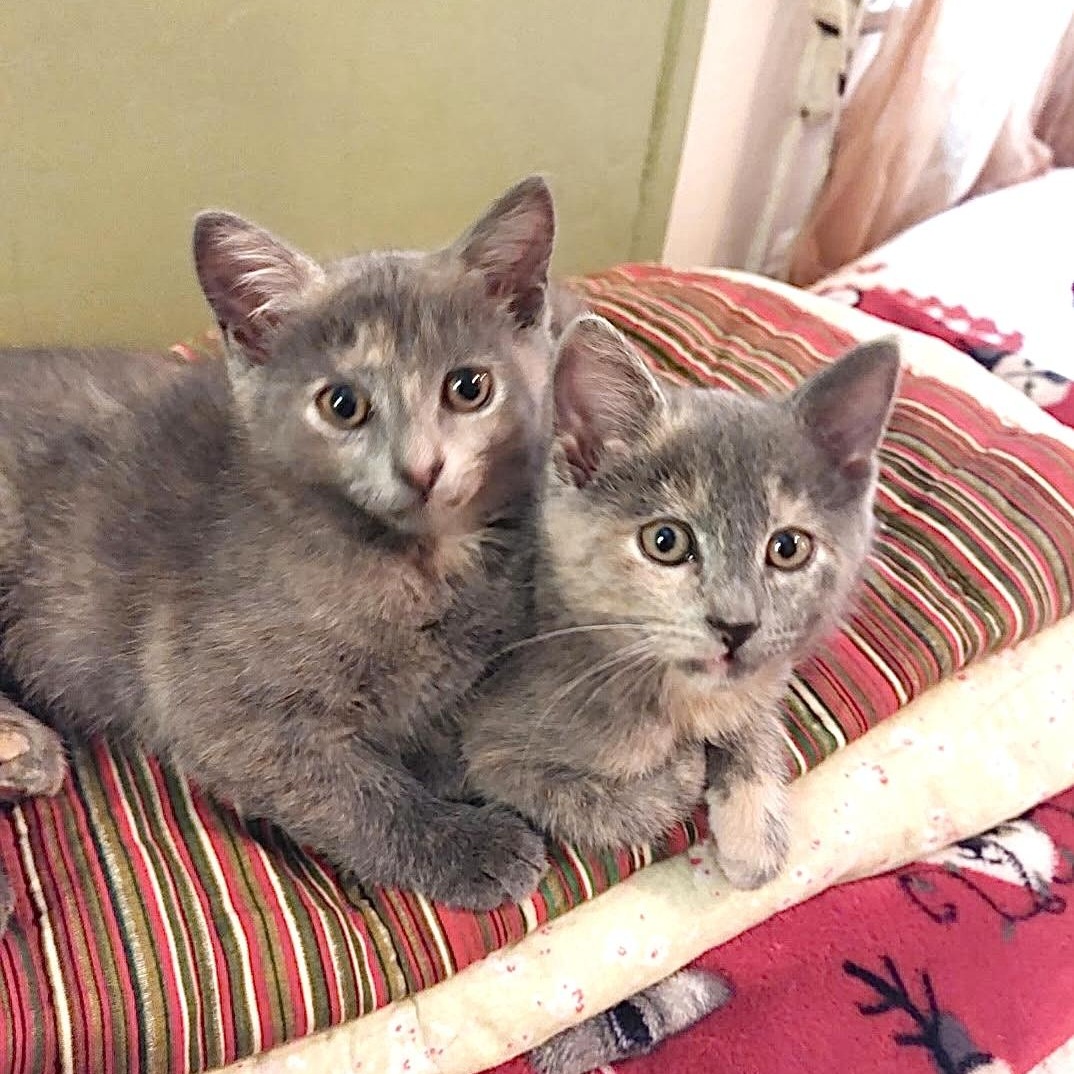 Enlarge Carrie & Corrine, an adopted Dilute Calico in New York, NY image 1/6
