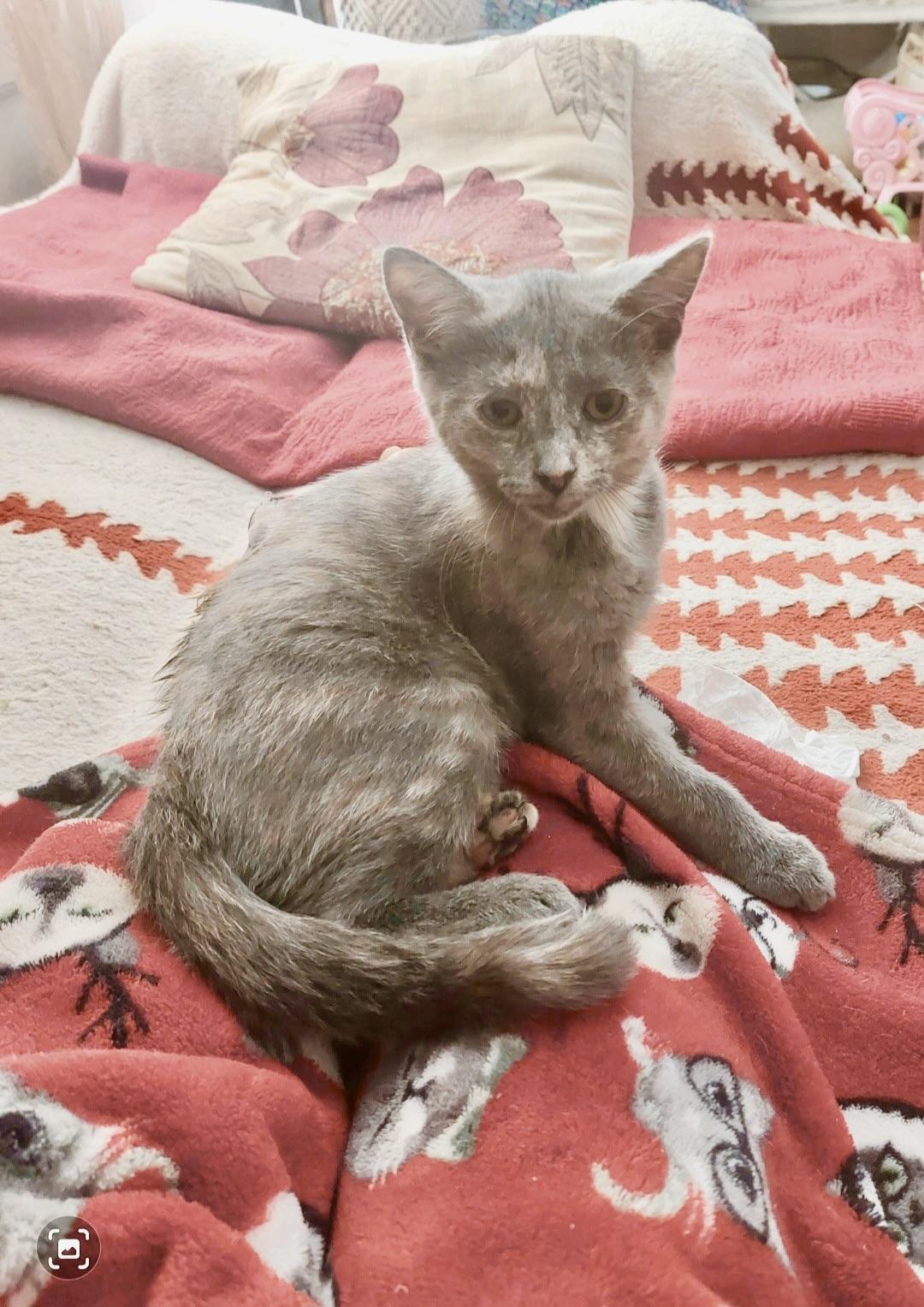 Enlarge Carrie & Corrine, an adopted Dilute Calico in New York, NY image 2/6