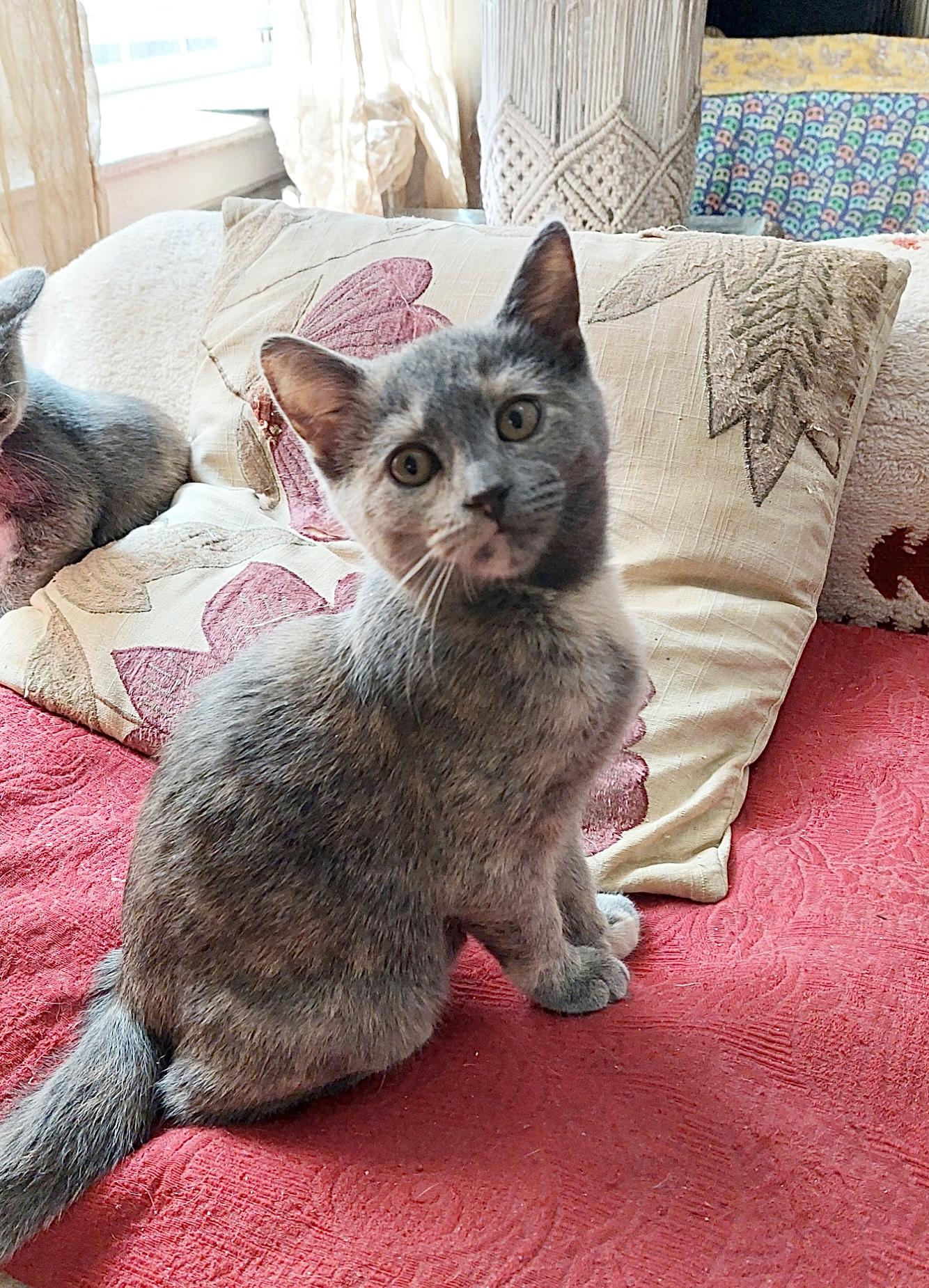 Enlarge Carrie & Corrine, an adopted Dilute Calico in New York, NY image 6/6