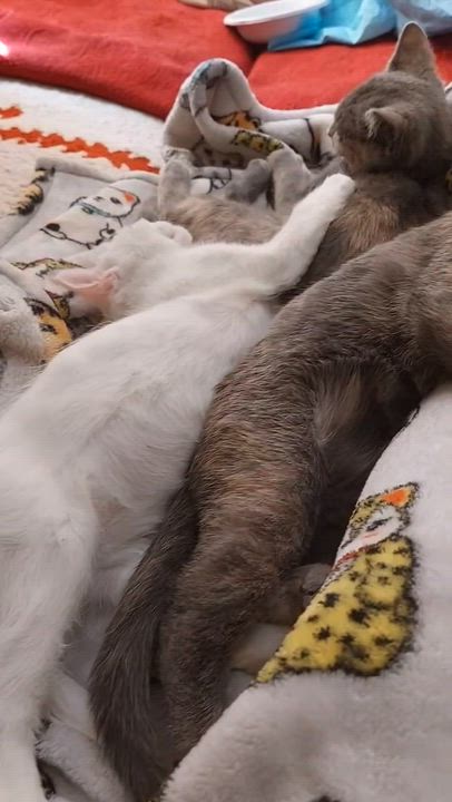 Enlarge Carrie & Corrine, an adopted Dilute Calico in New York, NY video 5/6