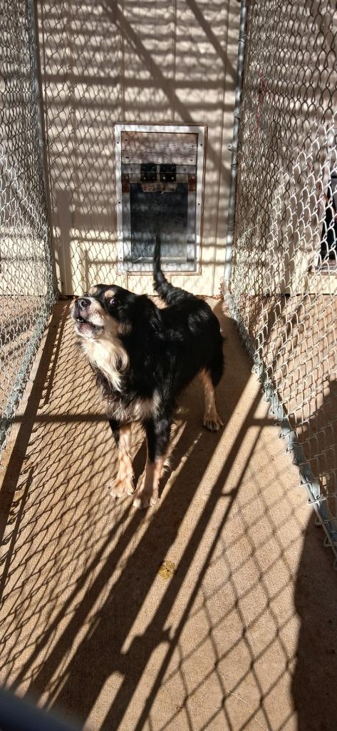 Mocha, Adoptable, Adult Male Mixed Breed.