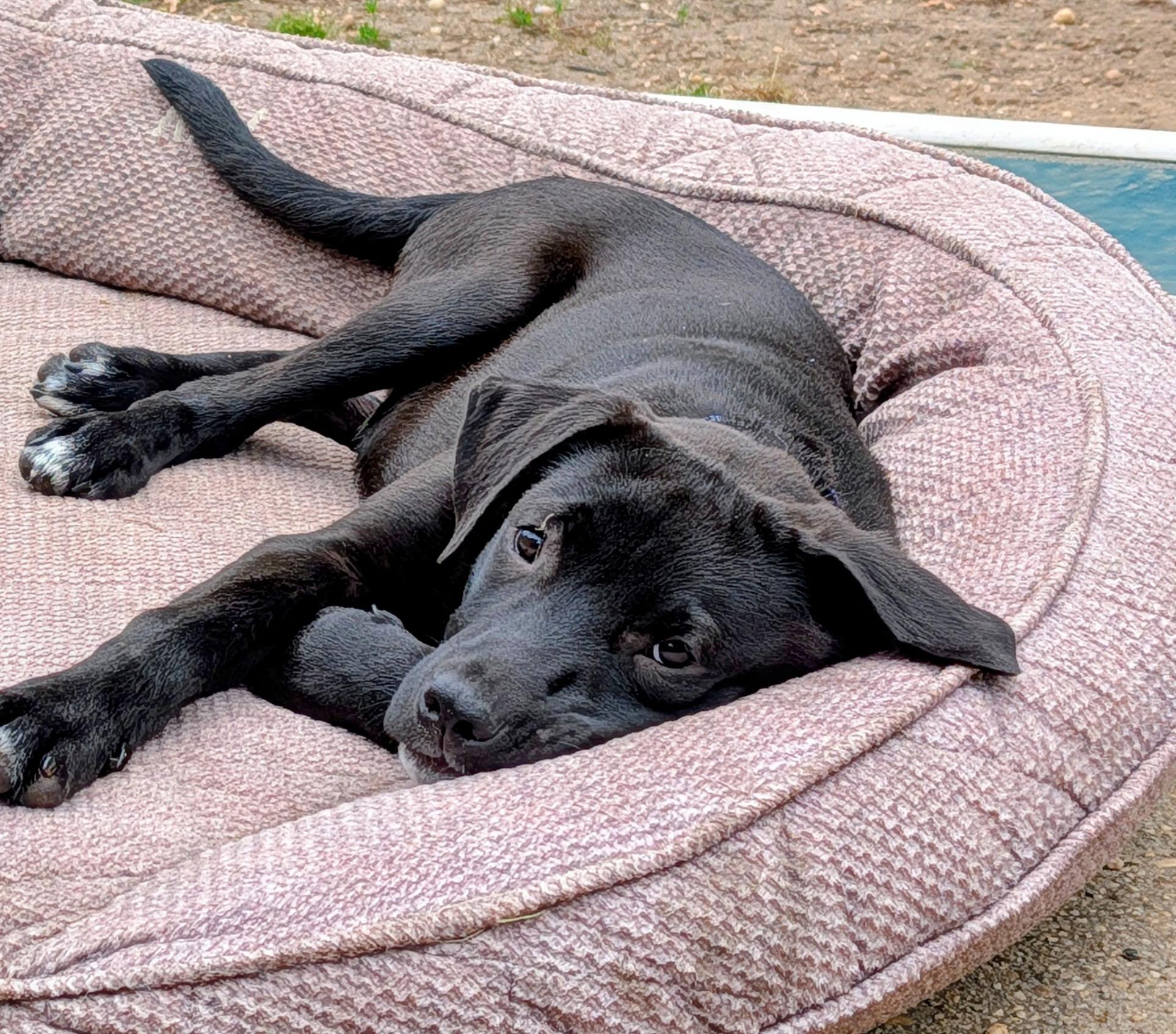 Enlarge Brooks, a ADOPTABLE mixed breed in Oceanport, NJ image 5/6