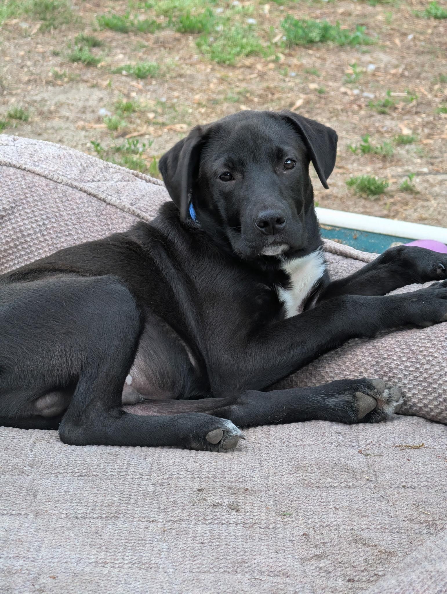 Enlarge Brooks, a ADOPTABLE mixed breed in Oceanport, NJ image 1/6
