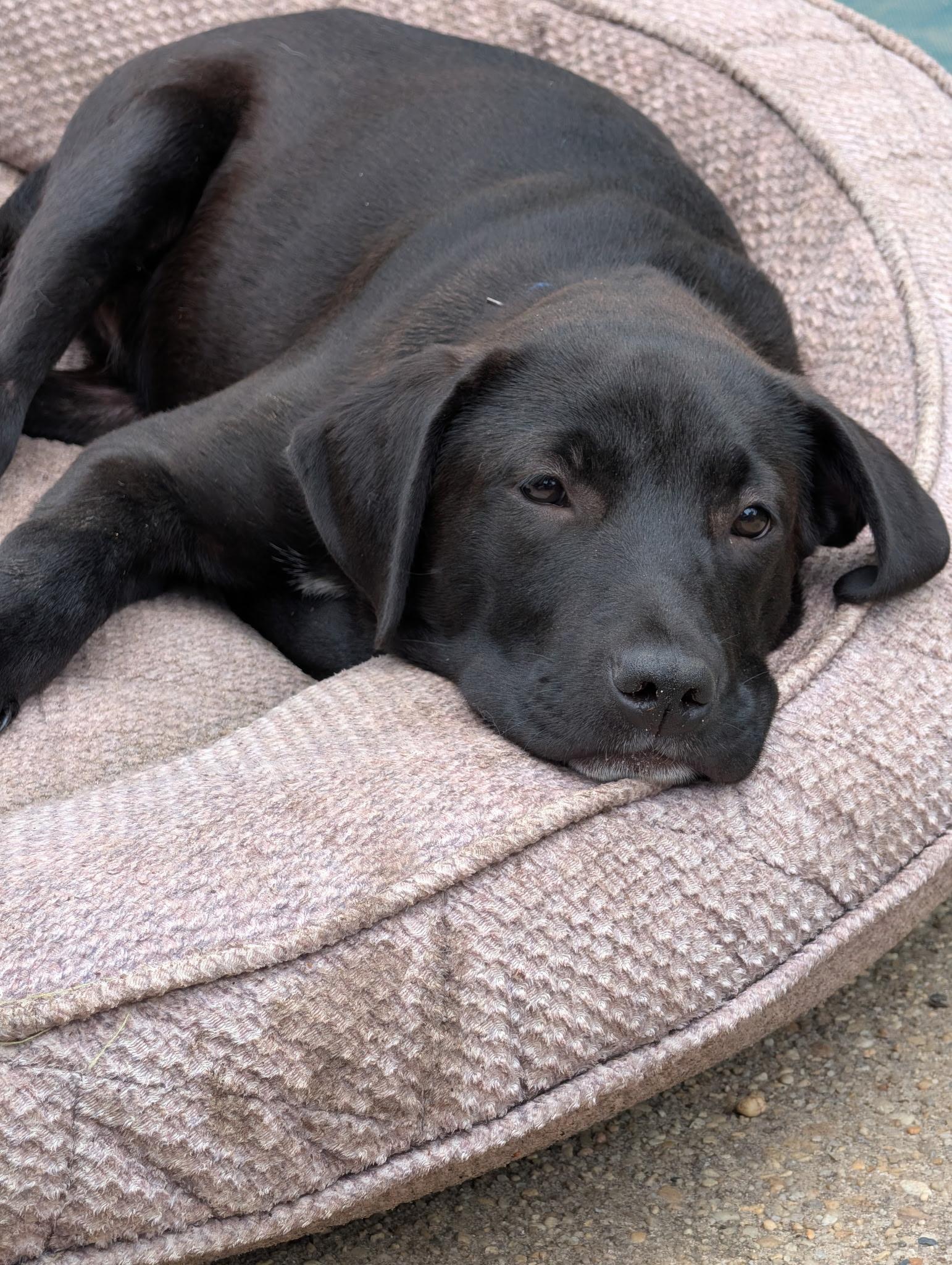 Enlarge Brooks, a ADOPTABLE mixed breed in Oceanport, NJ image 6/6