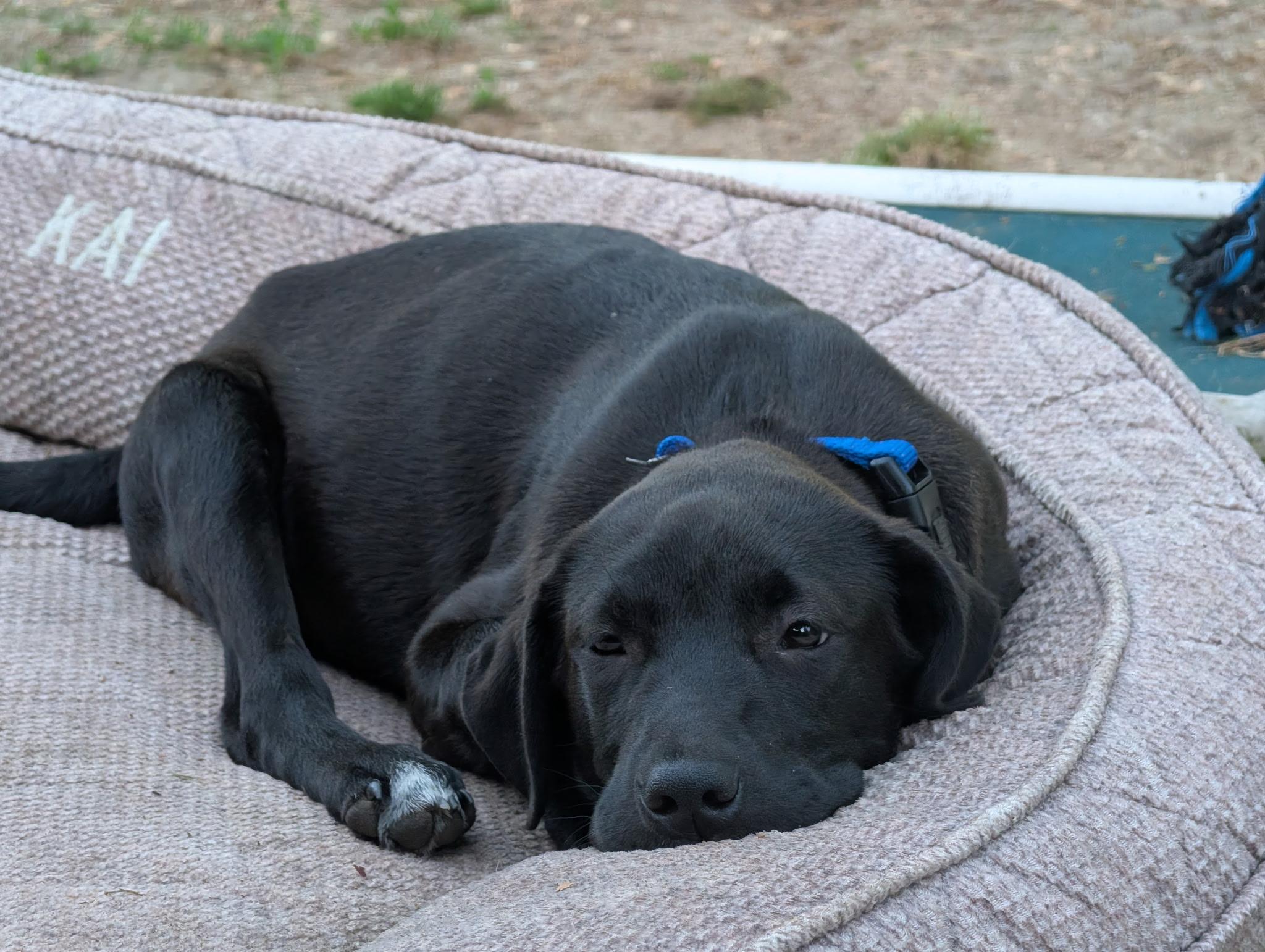 Enlarge Brooks, a ADOPTABLE mixed breed in Oceanport, NJ image 2/6