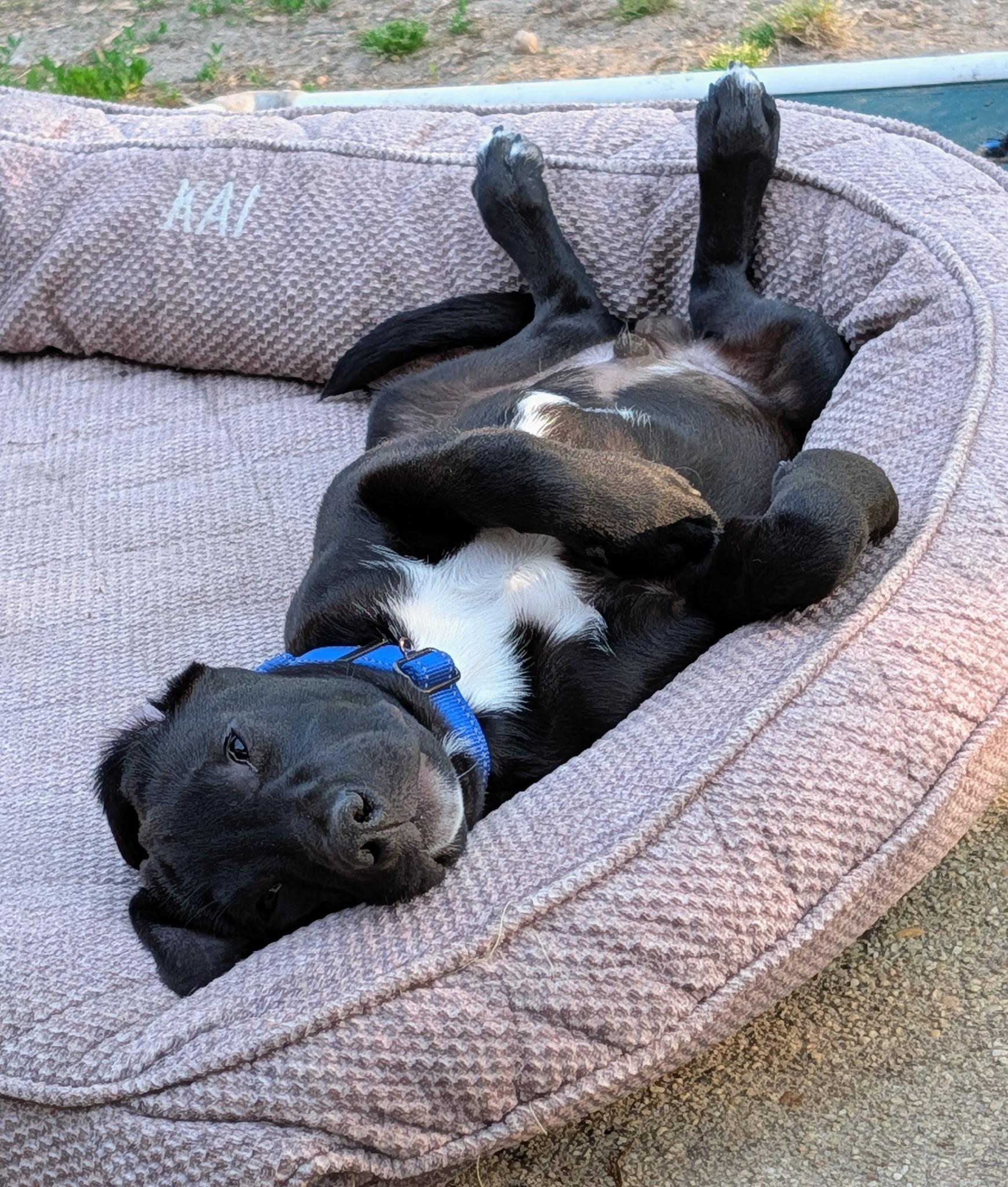 Enlarge Brooks, a ADOPTABLE mixed breed in Oceanport, NJ image 4/6