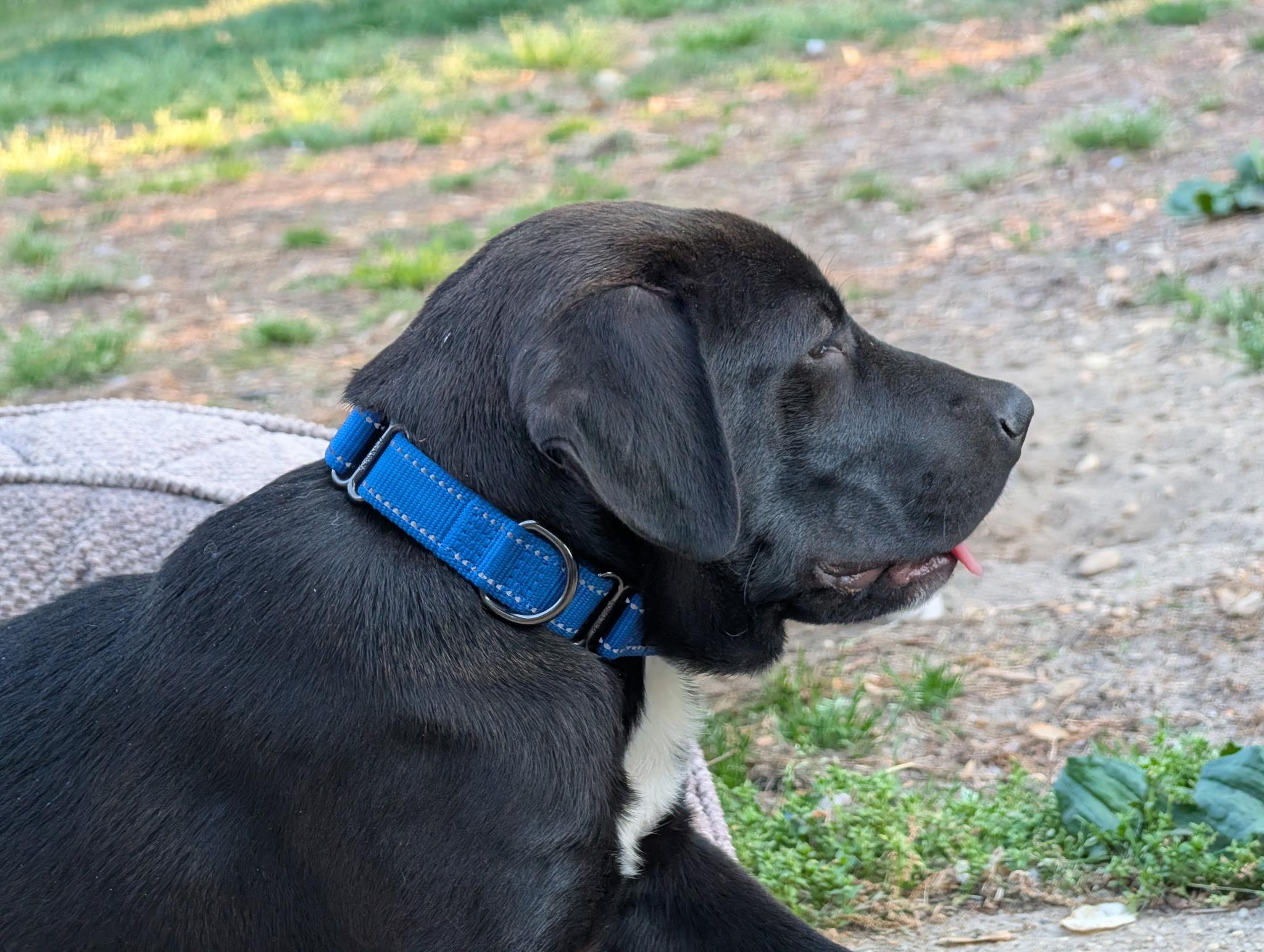 Enlarge Brooks, a ADOPTABLE mixed breed in Oceanport, NJ image 3/6