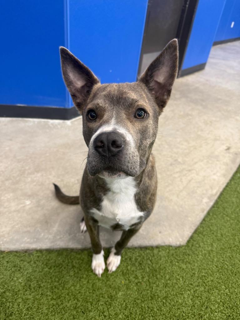 Steve, Adoptable, Puppy Male Mixed Breed.