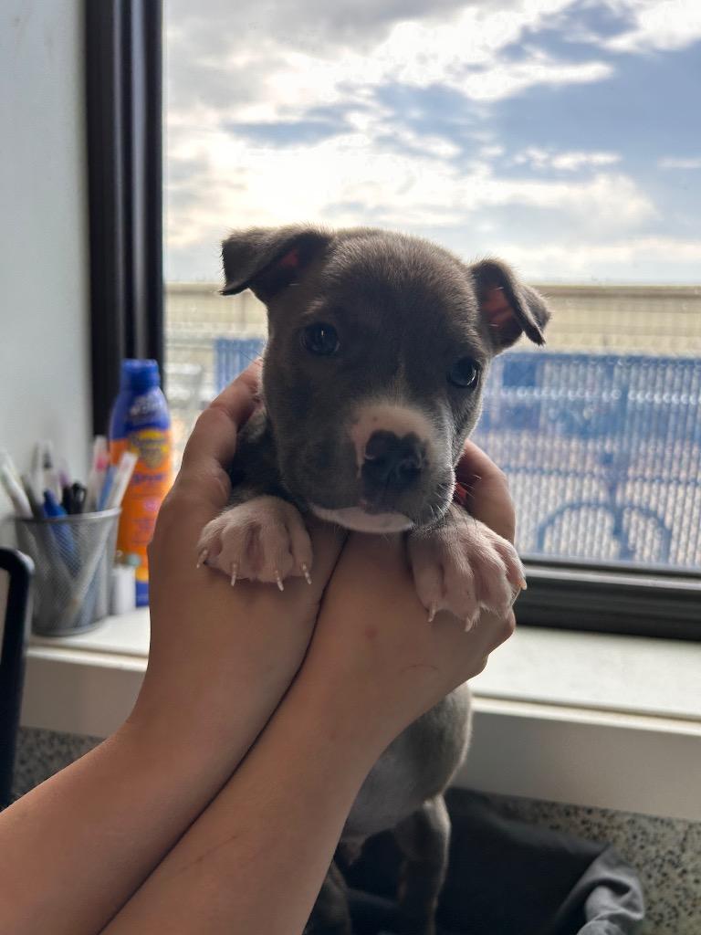 Enlarge Steve, a Adoptable Mixed Breed in Minot, ND image 2/2