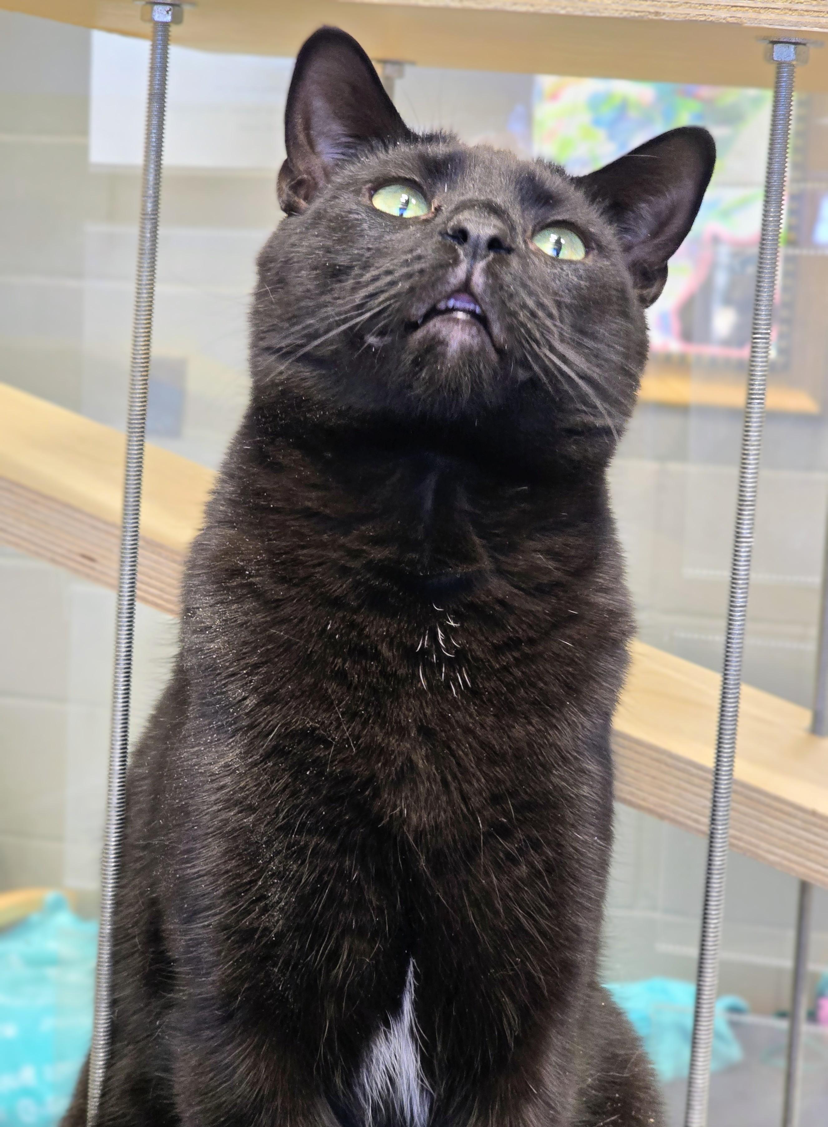4-322 Abacus, a Adoptable Domestic Short Hair in Amityville, NY image 3/6