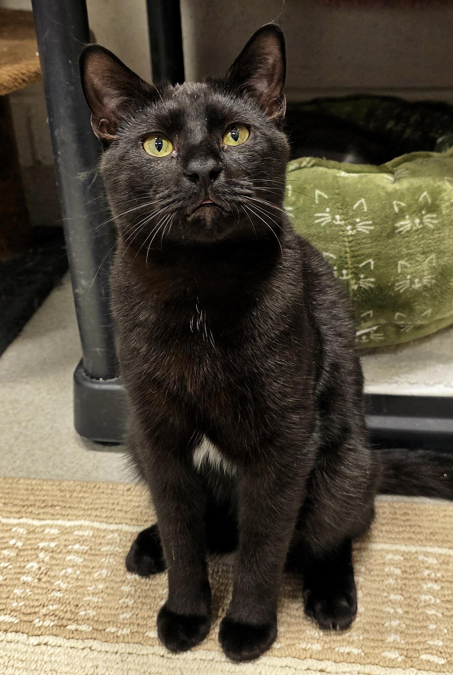 4-322 Abacus, a Adoptable Domestic Short Hair in Amityville, NY image 1/6