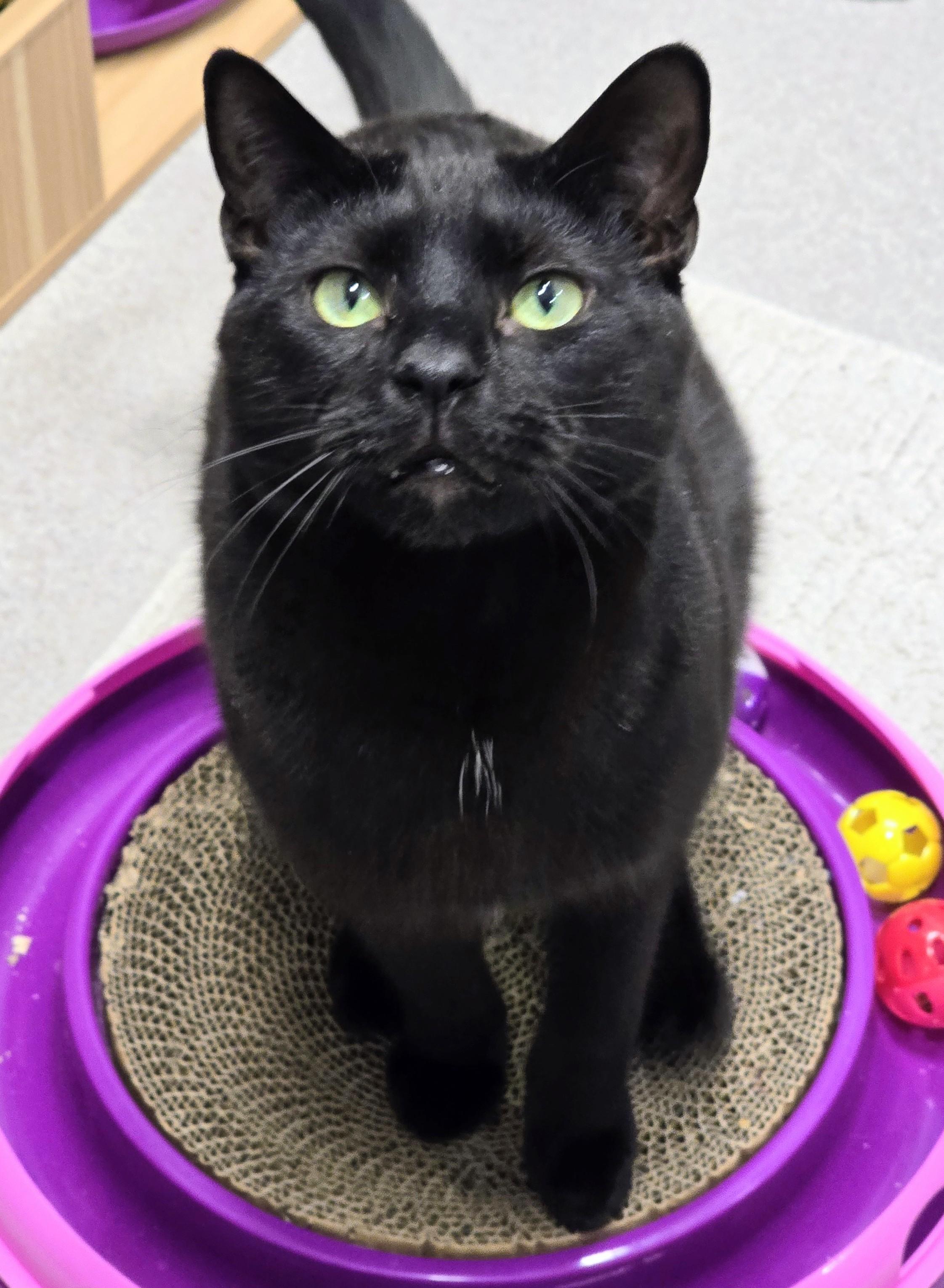 4-322 Abacus, a Adoptable Domestic Short Hair in Amityville, NY image 2/6