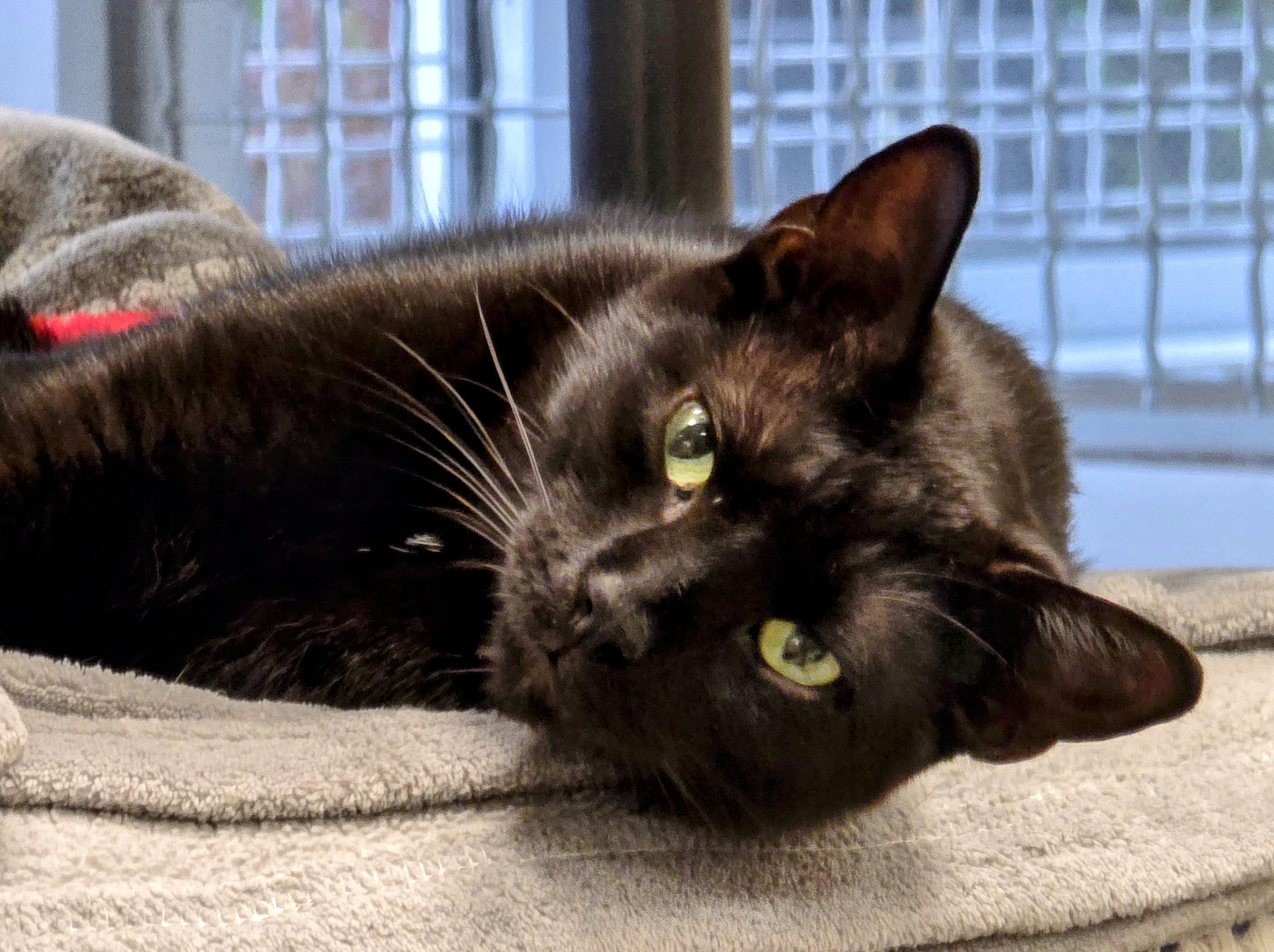 4-322 Abacus, a Adoptable Domestic Short Hair in Amityville, NY image 3/6