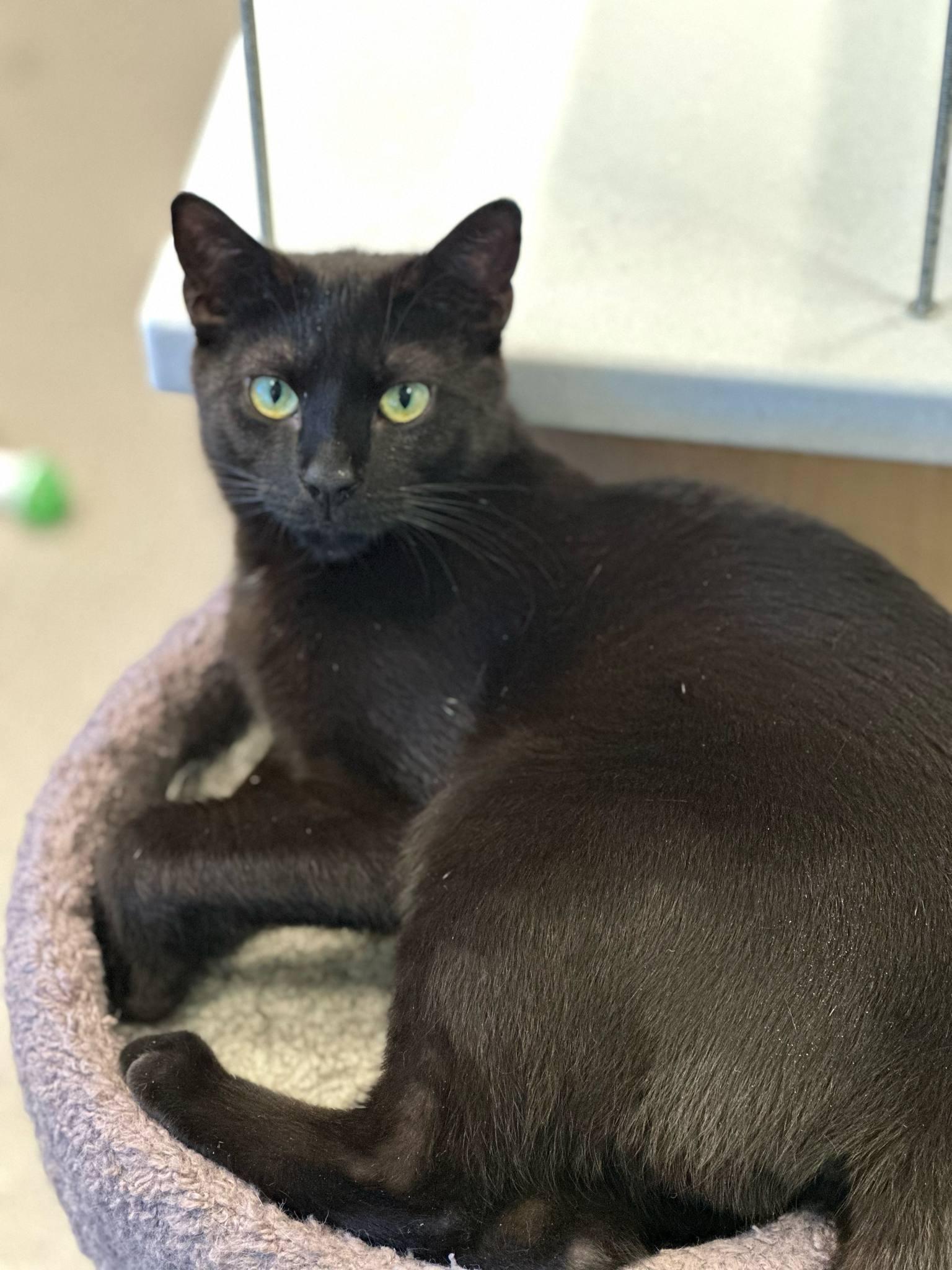 4-322 Abacus, a Adoptable Domestic Short Hair in Amityville, NY image 4/6