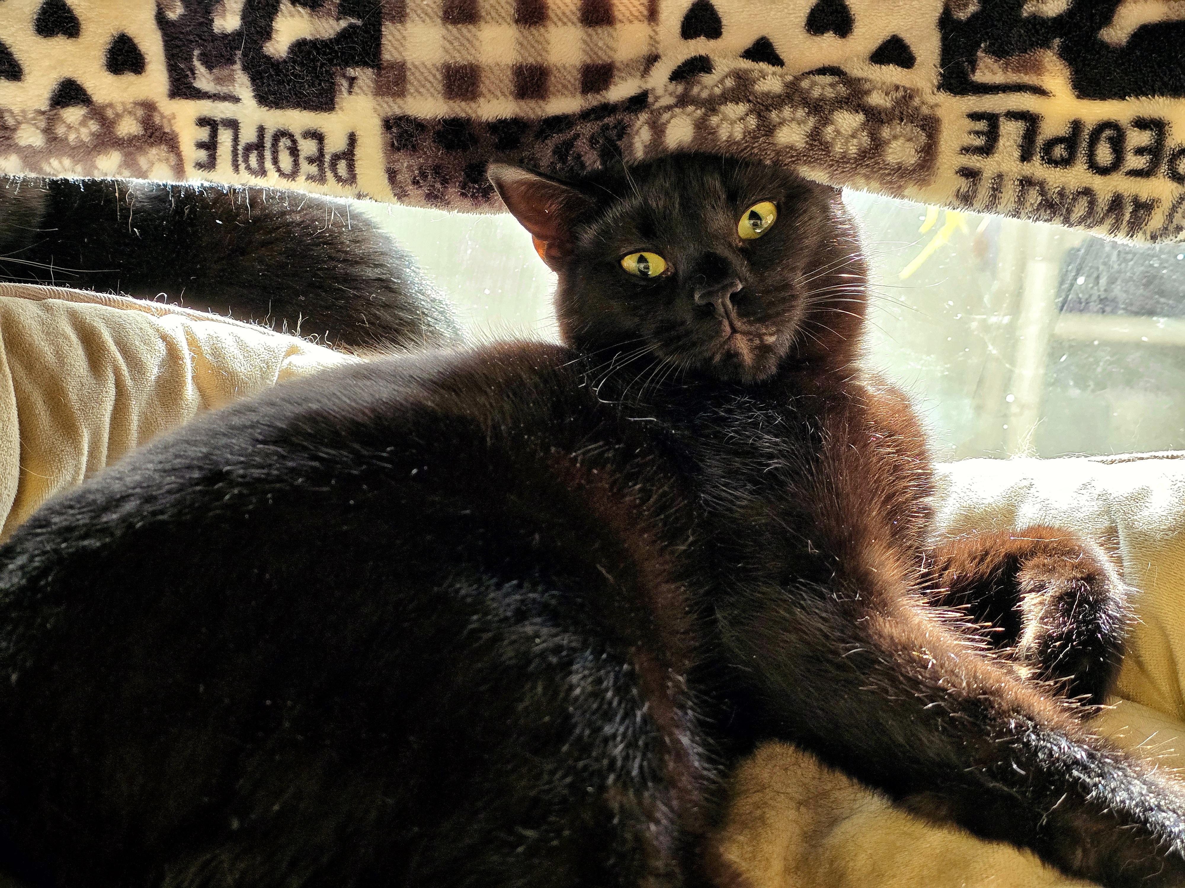 4-322 Abacus, a Adoptable Domestic Short Hair in Amityville, NY image 5/6