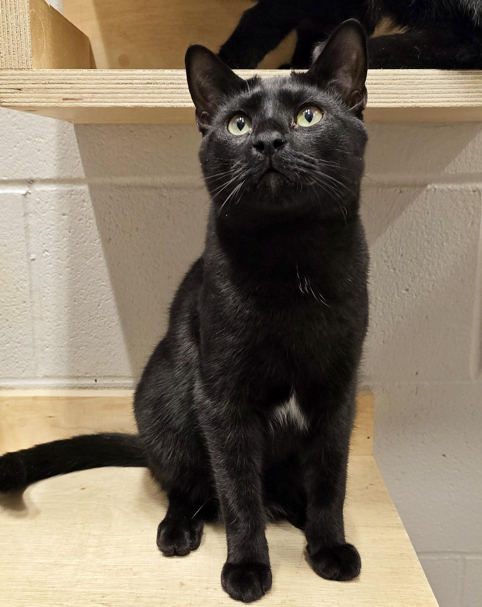 4-322 Abacus, a Adoptable Domestic Short Hair in Amityville, NY image 6/6