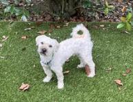 Enlarge Mylo, a Adoptable mixed breed in Spring, TX image 1/4