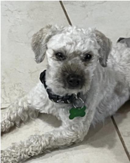 Enlarge Mylo, a Adoptable mixed breed in Spring, TX image 2/4